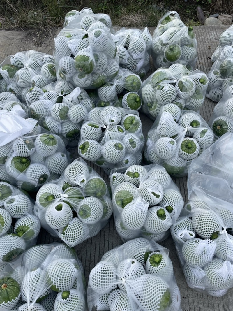 乐山圆南瓜上市，一手货源，欢迎订购………………