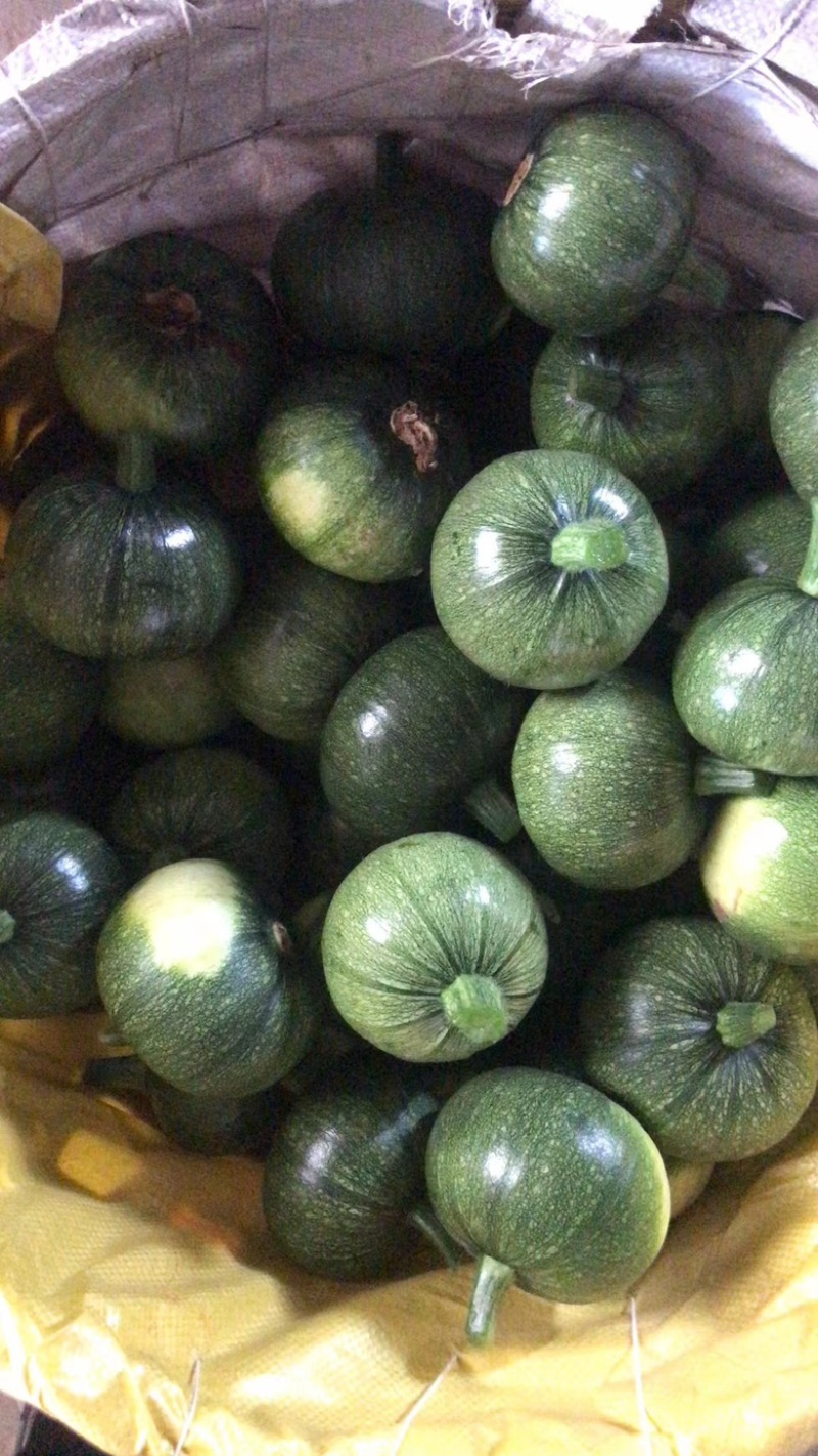 乐山圆南瓜上市，一手货源，欢迎订购………………
