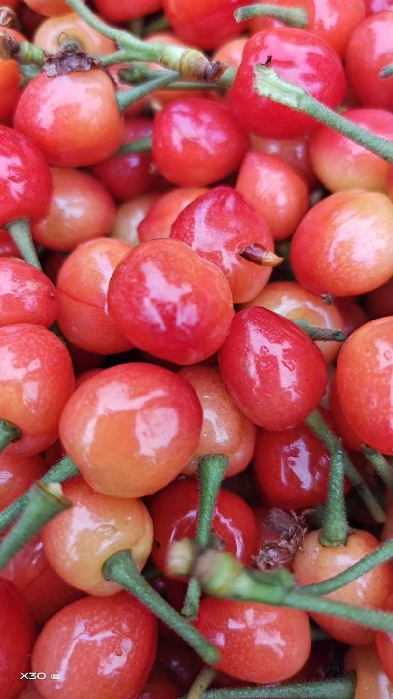 小樱桃河南露天早熟玛瑙红樱桃产地源头代发一手货源保质量