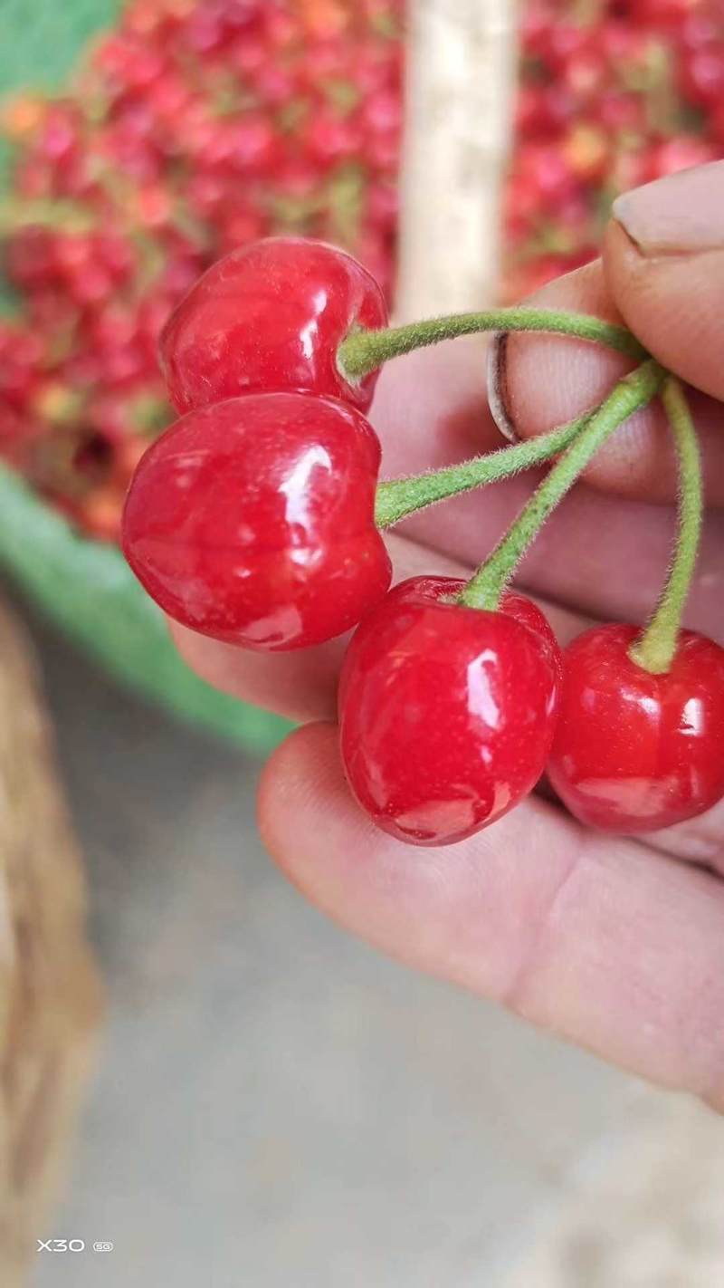 小樱桃河南露天早熟玛瑙红樱桃产地源头代发一手货源保质量