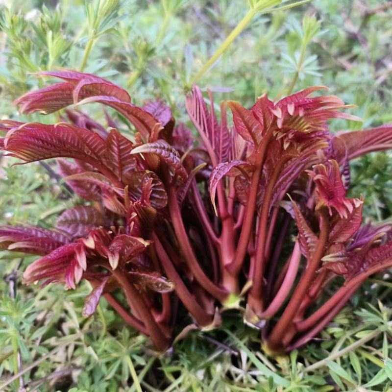 香椿芽