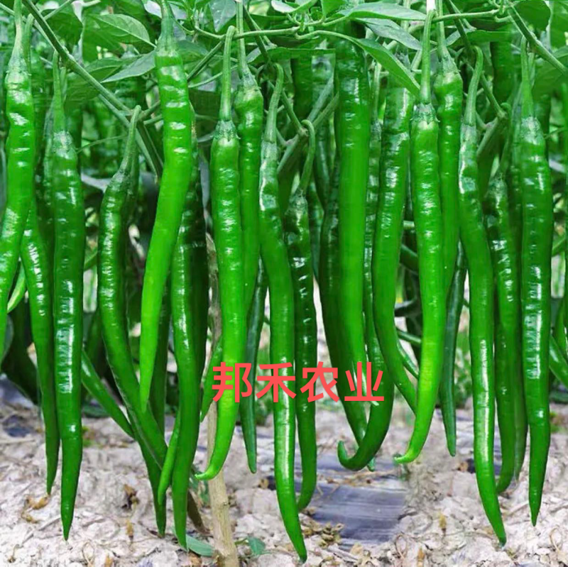 二荆条辣椒苗黑线椒苗黄线椒苗耐低温抗病性强