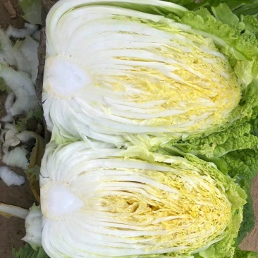 山东大棚黄心白菜4～6供应中，货源充足，质量保证。