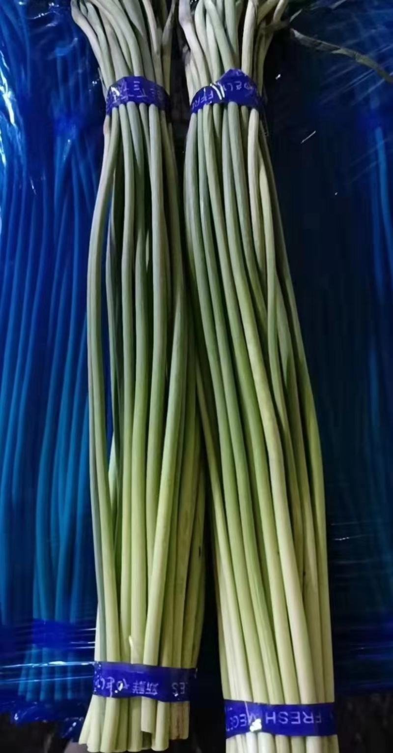 金乡蒜苔基地直发实力保证全国发货量大从优欢迎采购下单