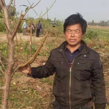 桃树，【常年供应果树】，规格齐全，诚信经营，货发全国。