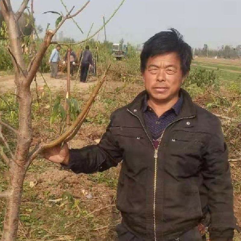 桃树，【常年供应果树】，规格齐全，诚信经营，货发全国。