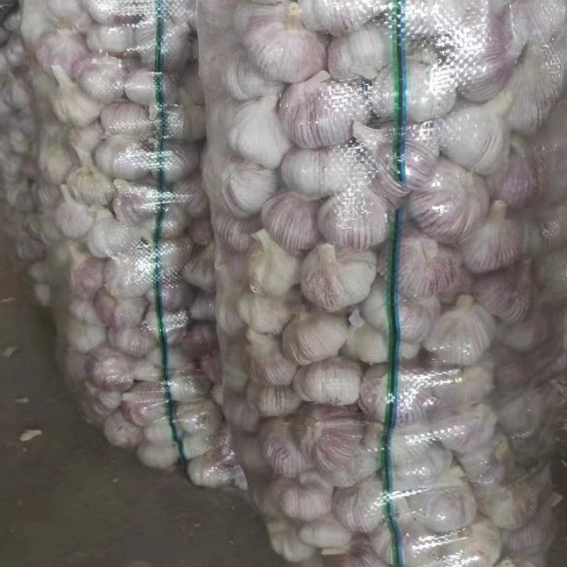 山东大蒜金乡大蒜基地直发全国发货量大从优一手价格欢迎采购