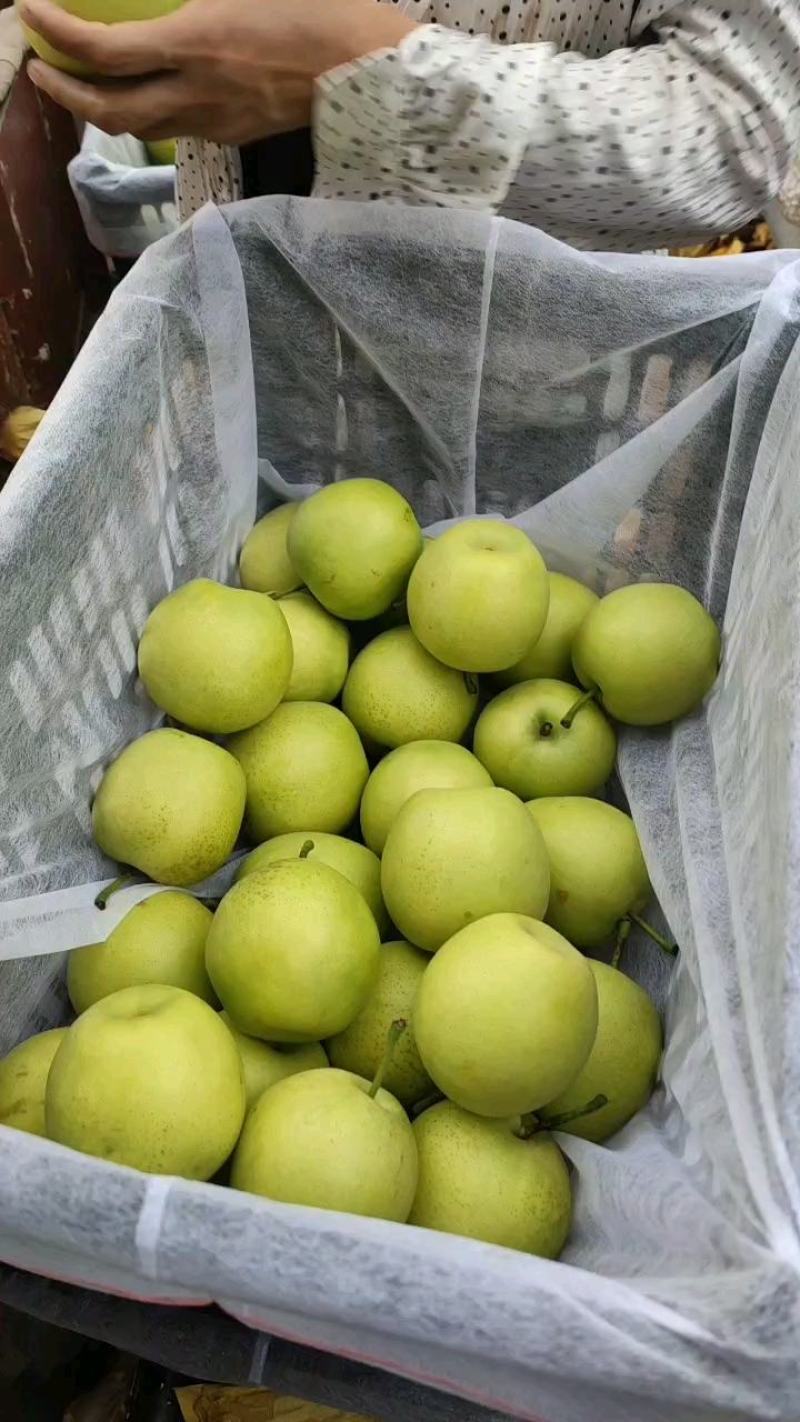 青皮黄冠梨大量上市产地直销型号齐全