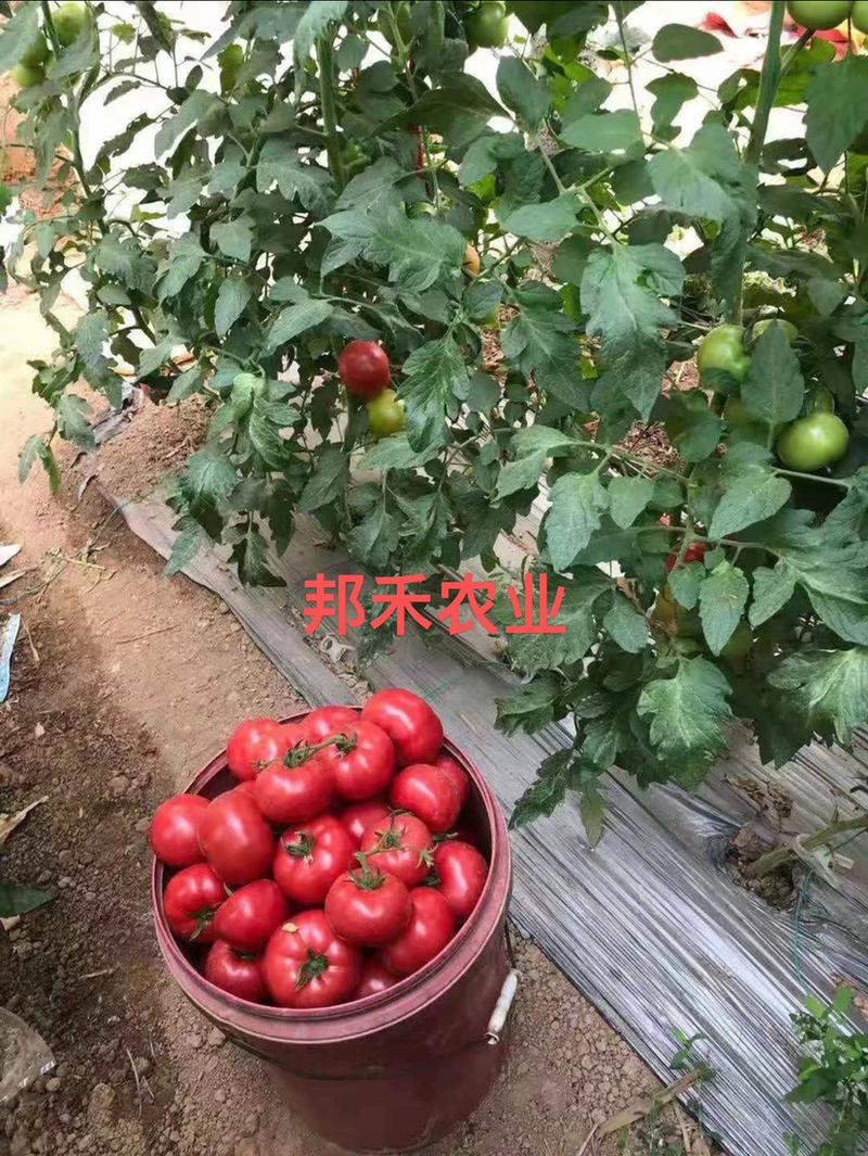 【西红柿苗】草莓西红柿苗苗场直发提供技术欢迎咨询