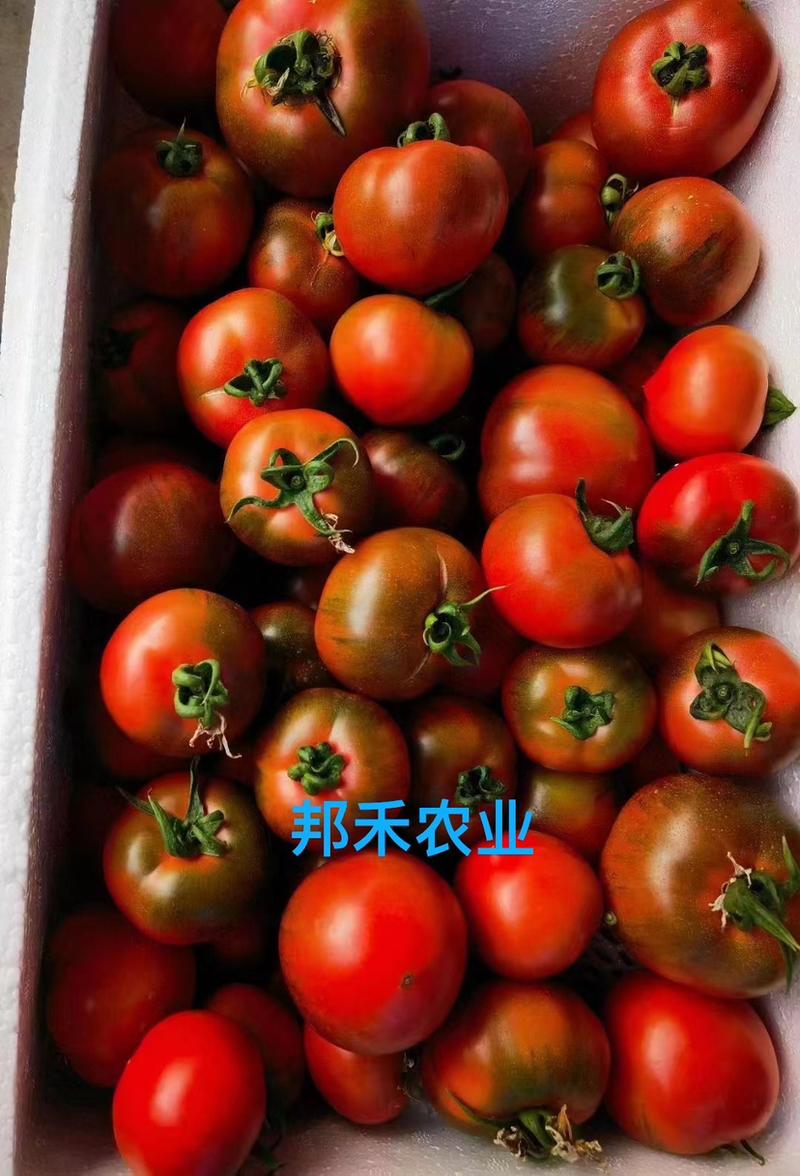 【西红柿苗】草莓西红柿苗苗场直发提供技术欢迎咨询