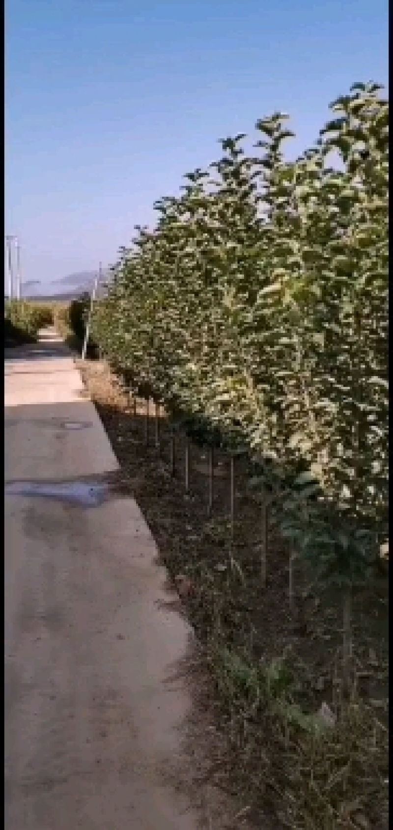 鸡心果，123，黄太平树苗