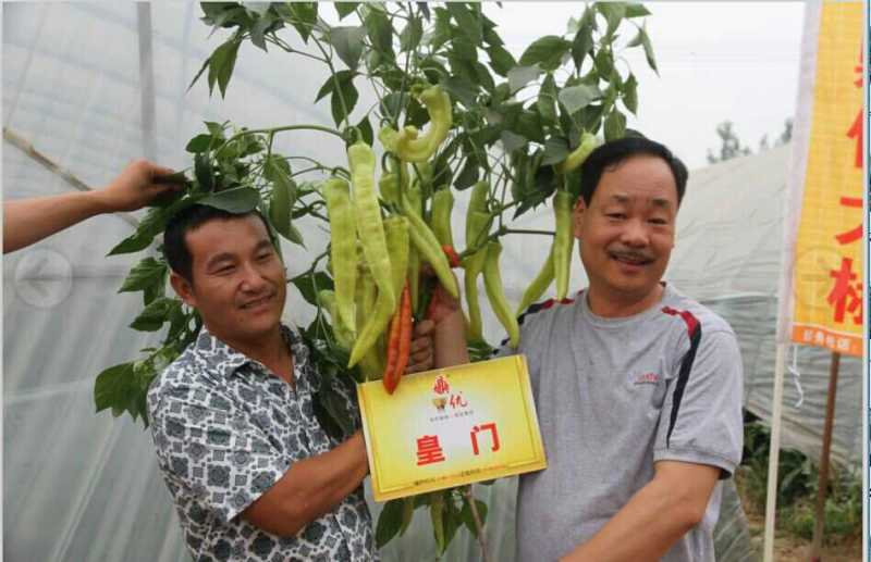 皇门羊角形黄绿皮辣椒种子连续坐果强抗病品质口感好