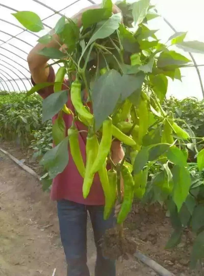 皇门羊角形黄绿皮辣椒种子连续坐果强抗病品质口感好