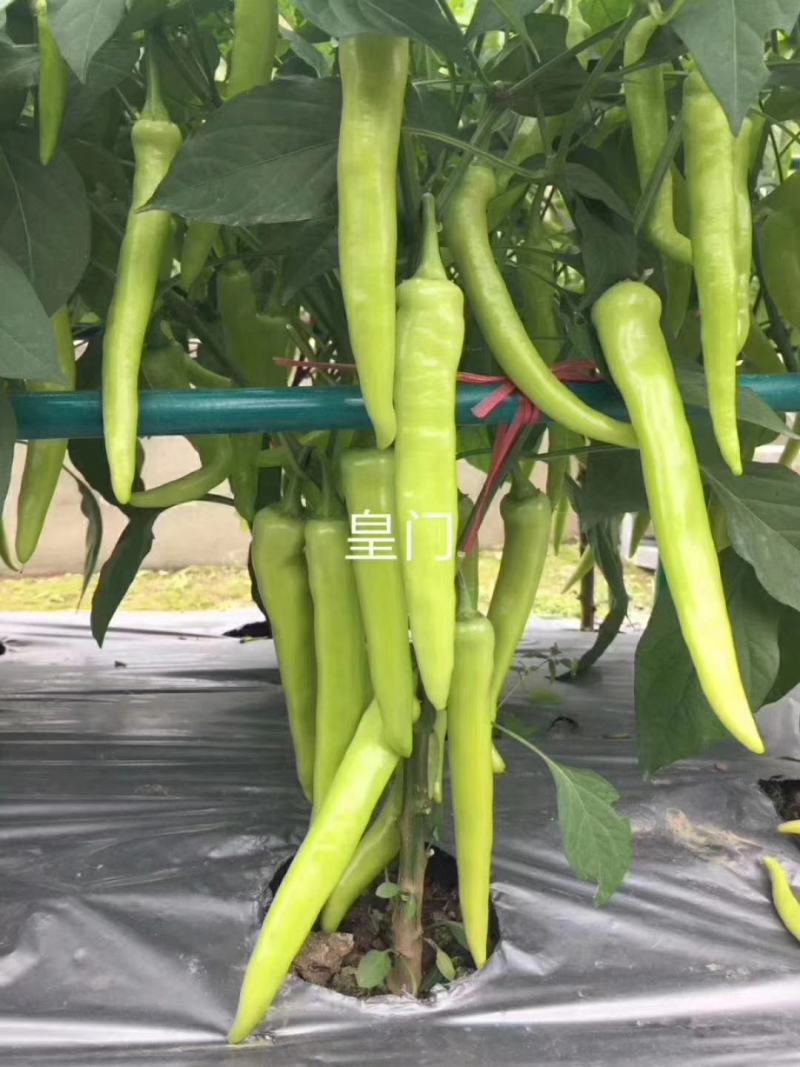 皇门羊角形黄绿皮辣椒种子连续坐果强抗病品质口感好