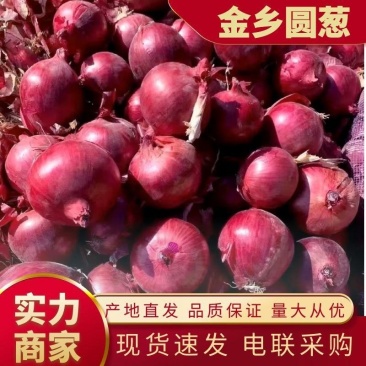 红皮洋葱二红洋葱圆葱基地直发实力全国发货量大从优欢迎采购