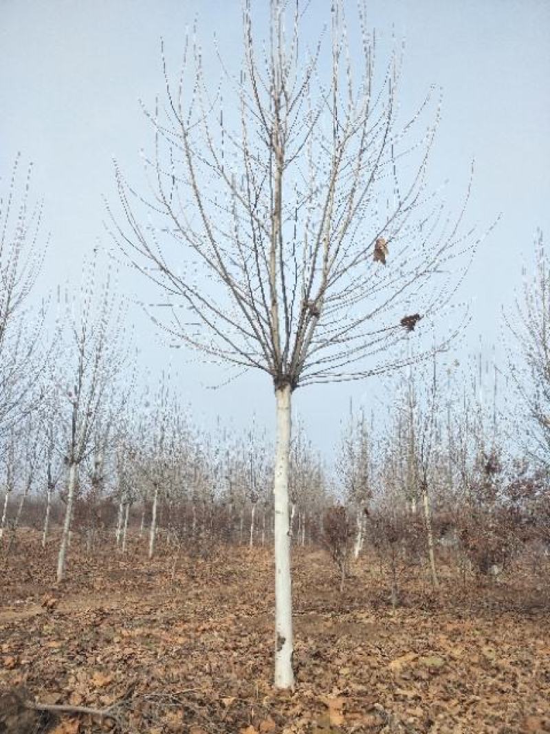 法桐基地直发，规格齐全，欢迎实地考察，洽谈业务