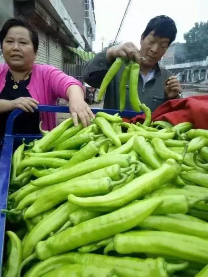 皇门羊角形黄绿皮辣椒种子连续坐果强抗病经济效益可观