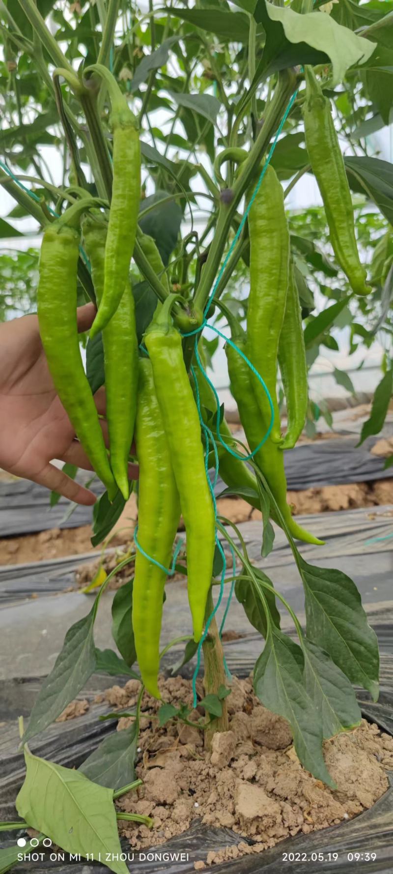 皇门羊角形黄绿皮辣椒种子连续坐果强抗病经济效益可观