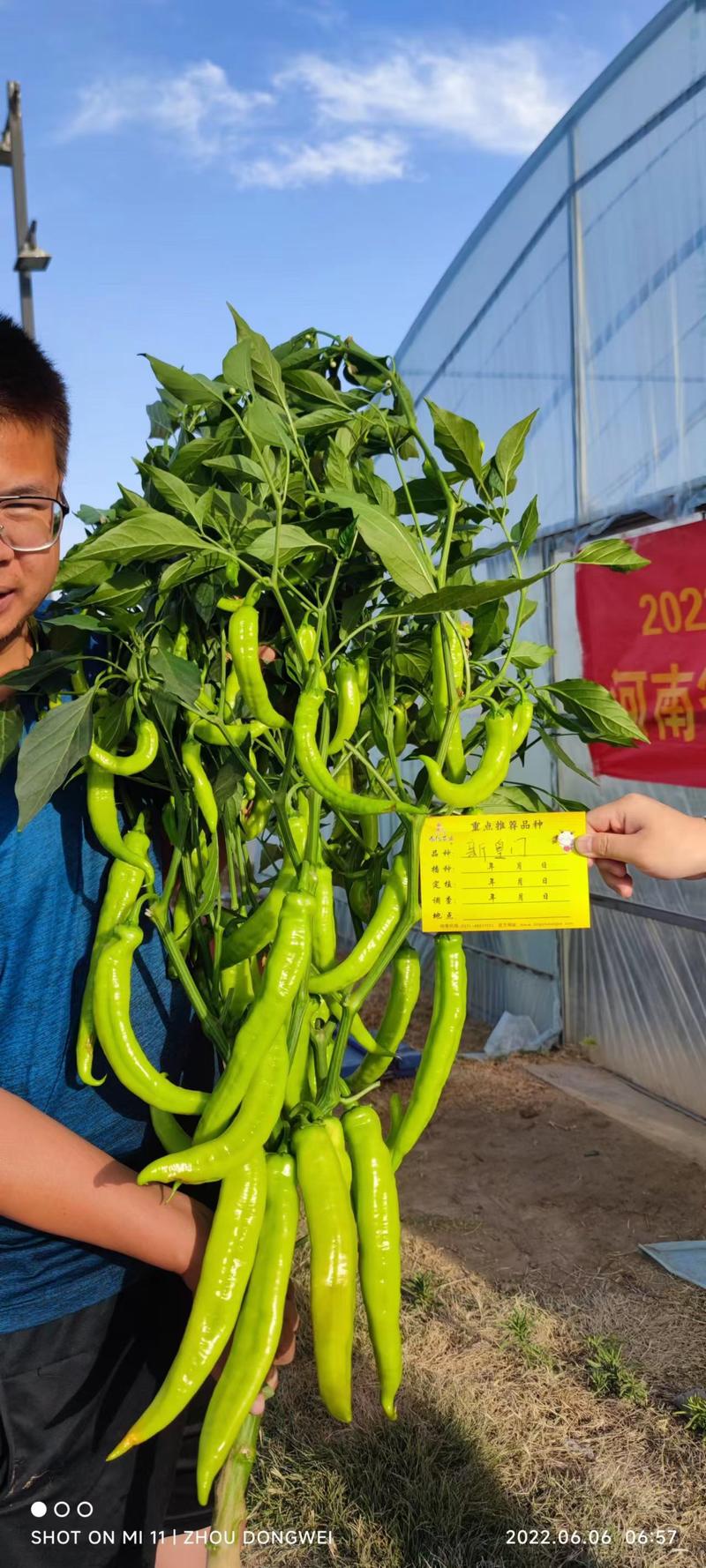 皇门羊角形黄绿皮辣椒种子连续坐果强抗病经济效益可观