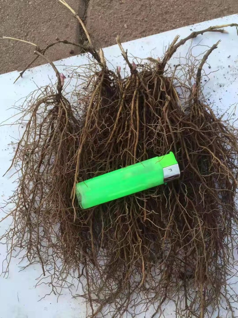 威灵仙二年苗，三年苗，提供田间种植，病虫害防治苗后除草