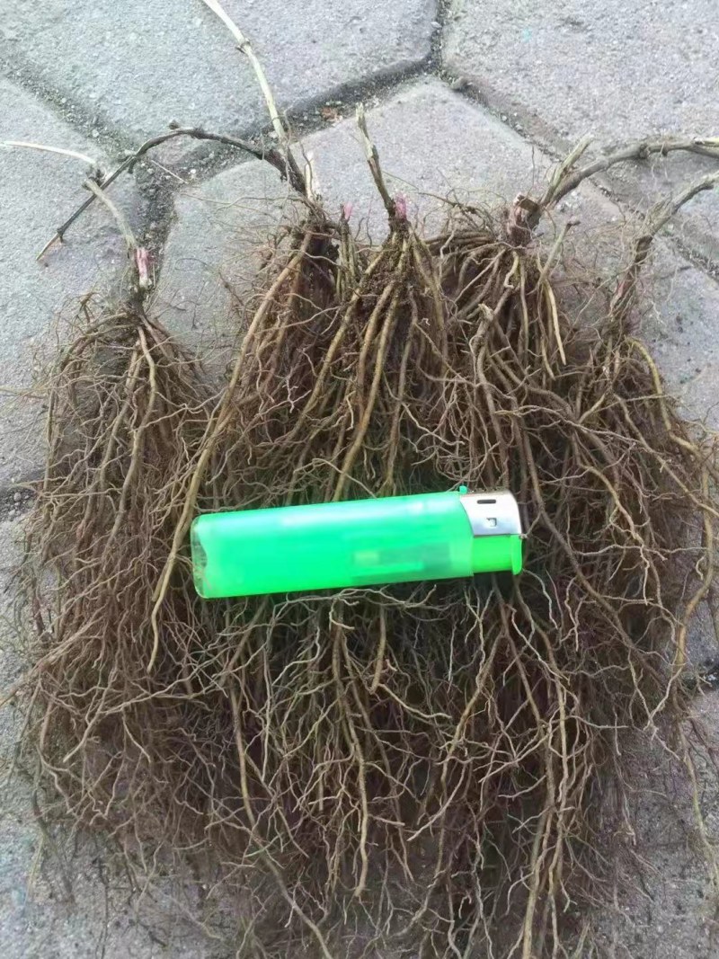 威灵仙二年苗，三年苗，提供田间种植，病虫害防治苗后除草
