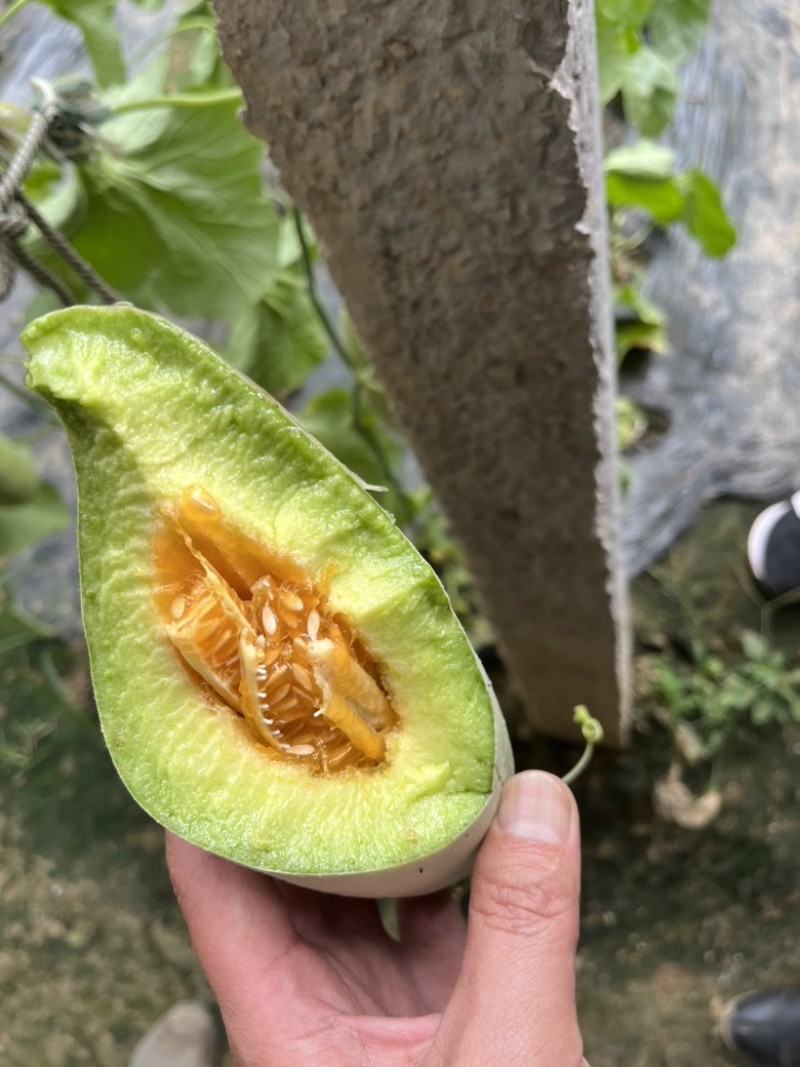博洋甜瓜大量接单产地直发货源充足保质保量欢迎来电