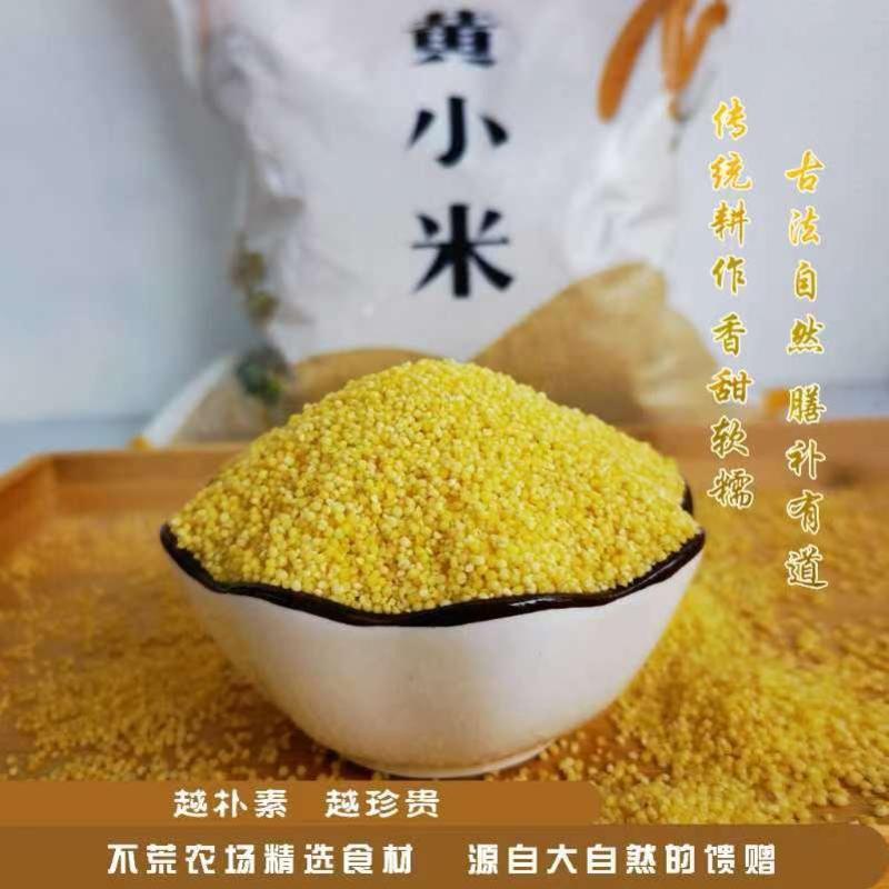 张家口蔚县优质小米（金苗K1）黄小米采用生态种植