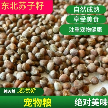 东北产地紫苏子可药用宠物粮食质量很好接受预订一件代发