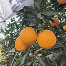 爱媛58号果冻橙大量成熟欢迎来电联系口感甜市场货
