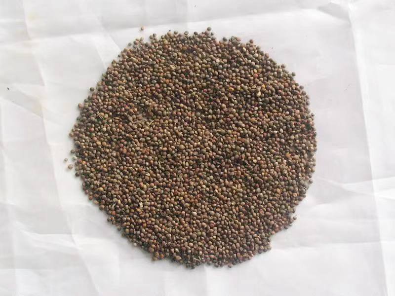 东北产地紫苏子可药用宠物粮食质量很好接受预订一件代发