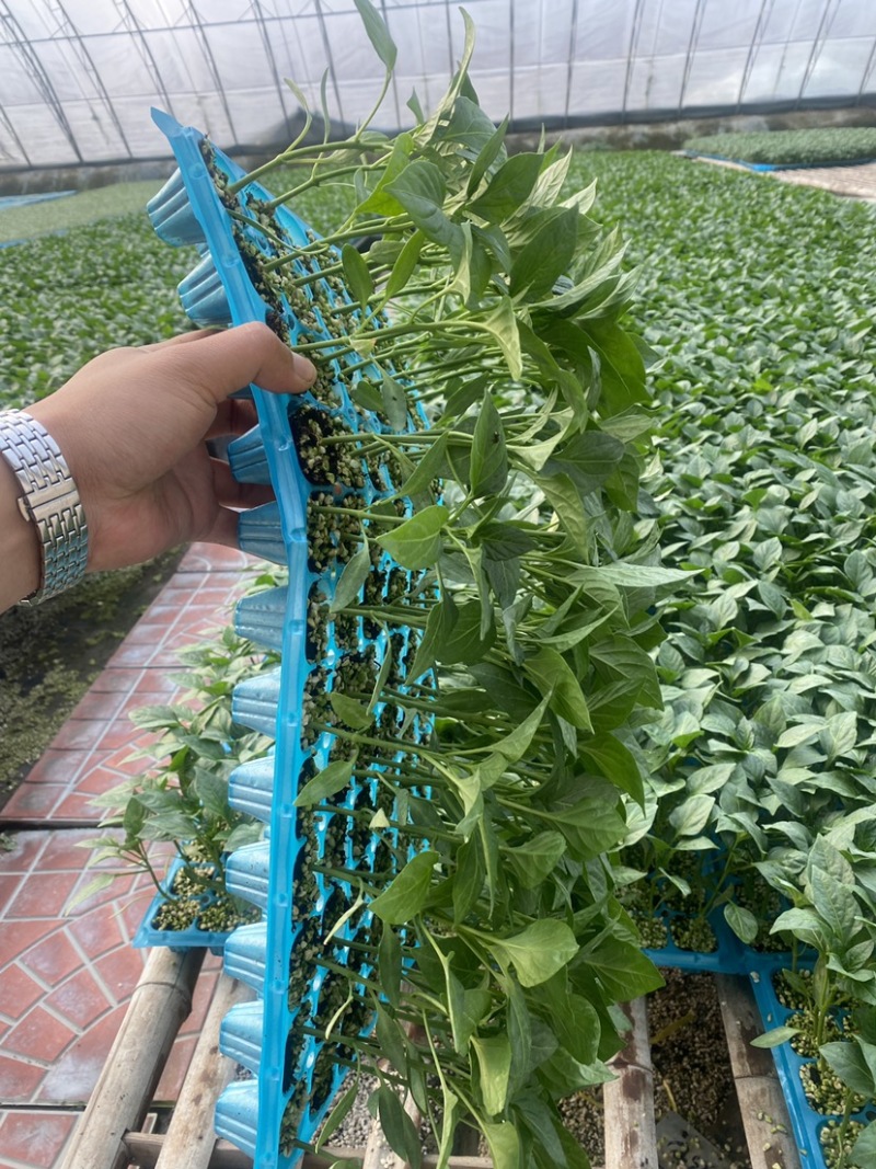 大果尖椒苗辣椒苗黄皮尖椒绿皮尖椒苗高产抗病