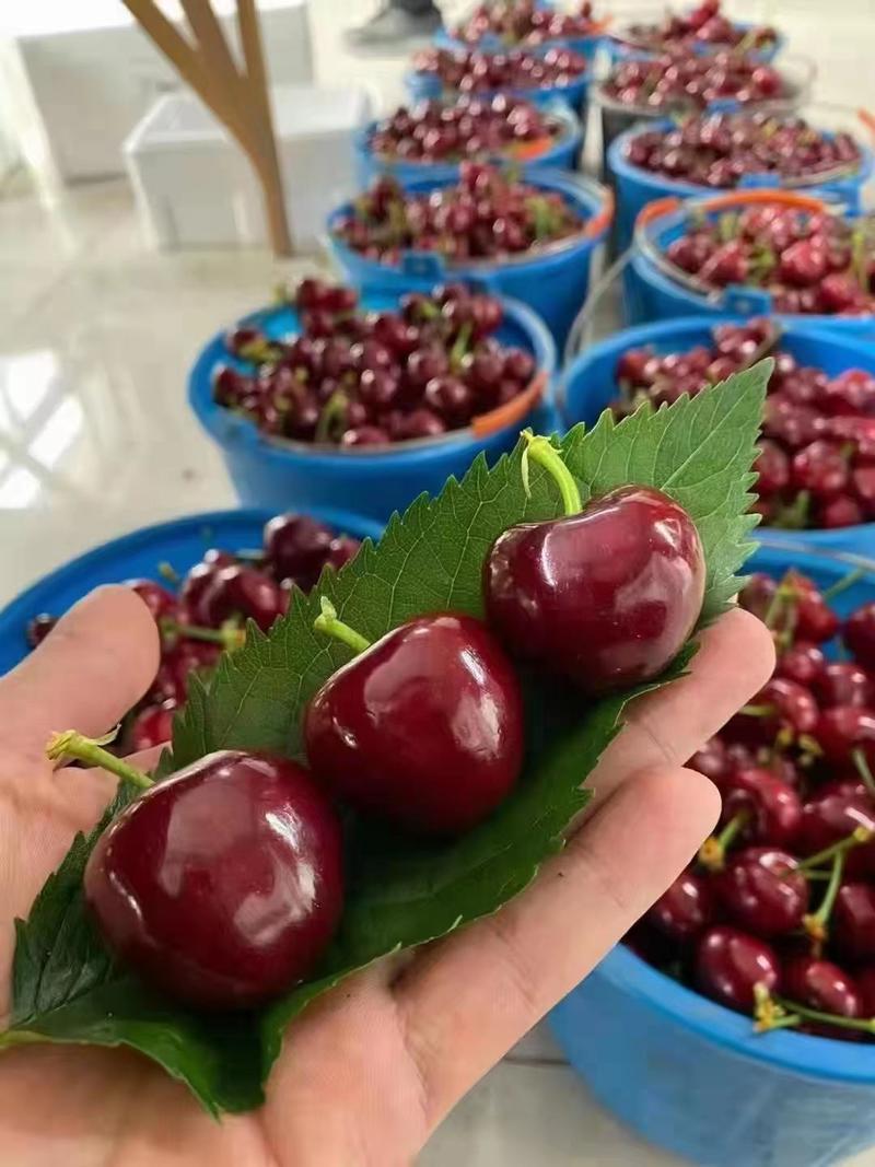 樱桃产地大量上市。口感脆甜，支持全国各地发货。