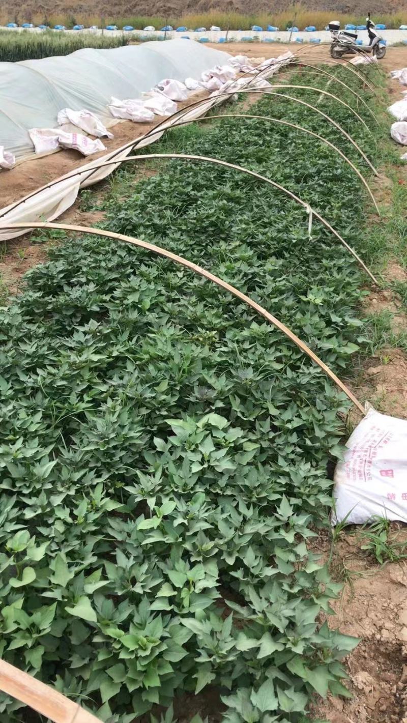 红薯苗商薯19产地直供，一手货源物美价廉，欢迎采购