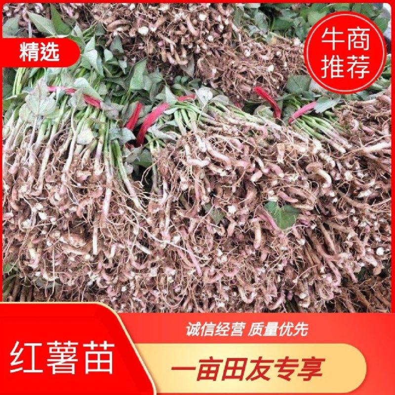 红薯苗商薯19产地直供，一手货源物美价廉，欢迎采购