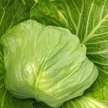 绿色蔬菜，