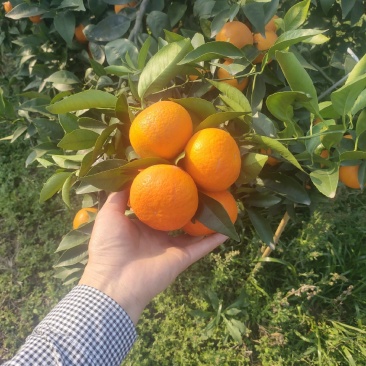 精品沃柑要好货的老板可以联系我