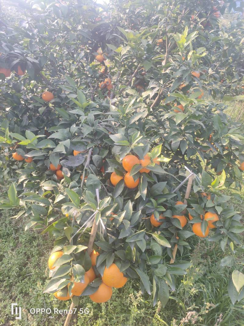 精品沃柑要好货的老板可以联系我