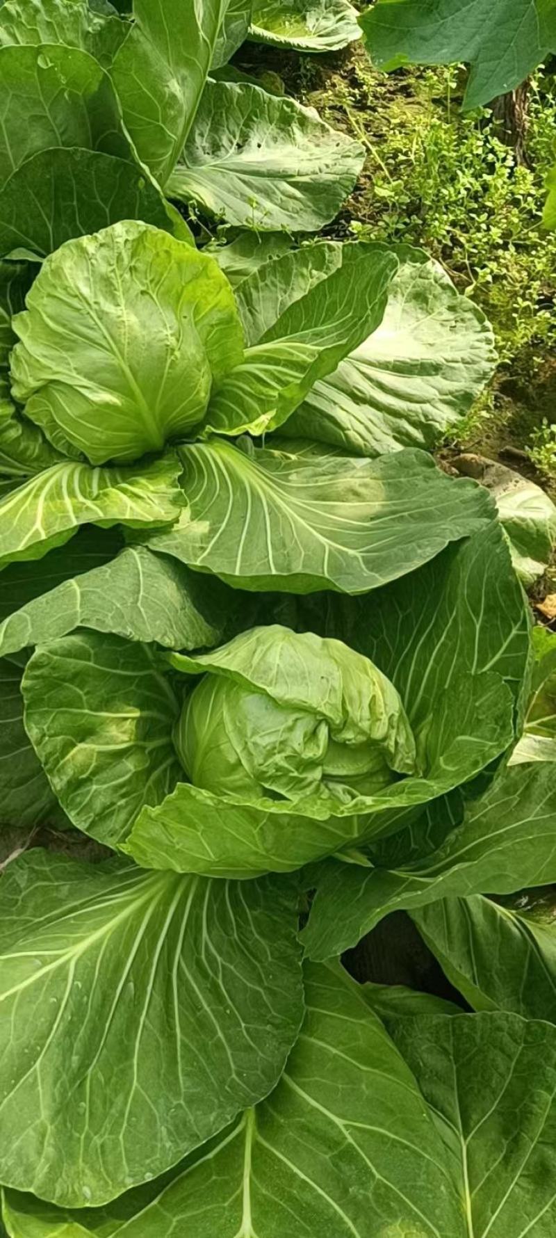 绿色蔬菜，