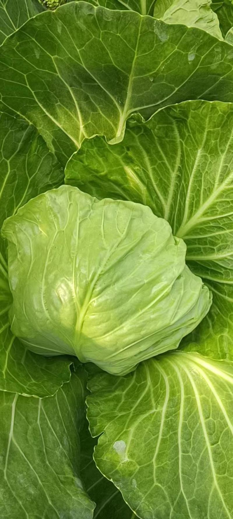 绿色蔬菜，