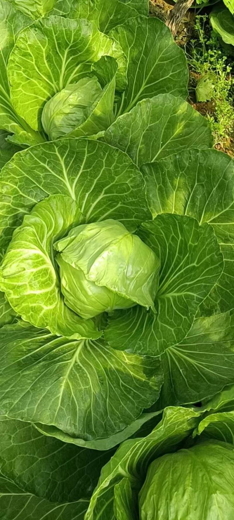 绿色蔬菜，