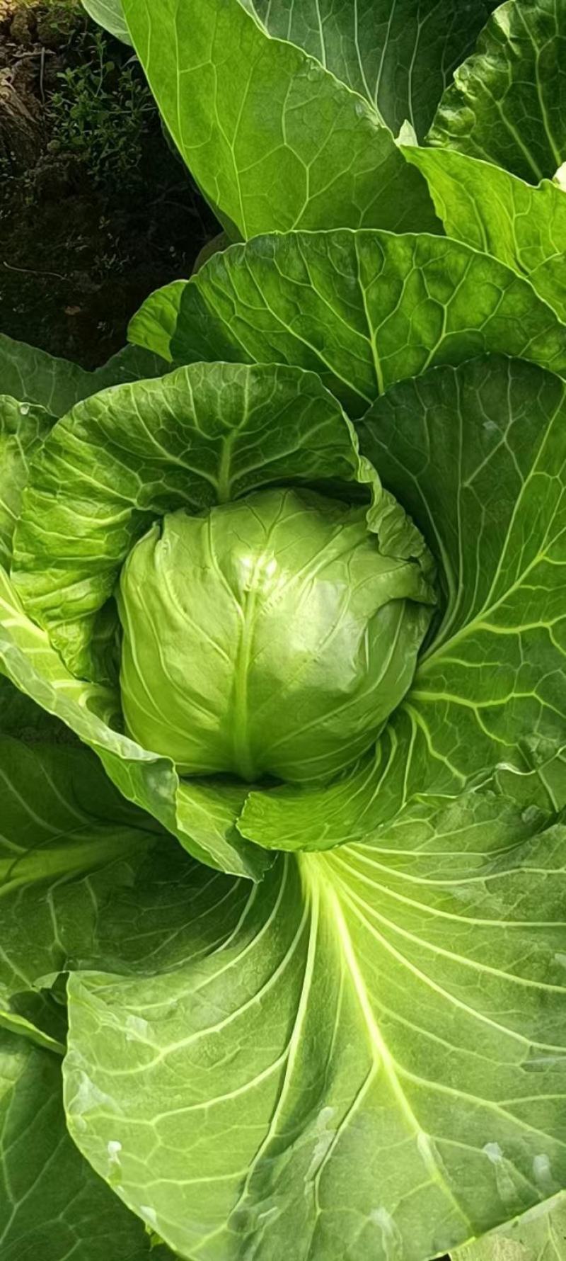 绿色蔬菜，