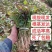 脱毒商薯19红薯种，产地供应，货源充，可以大量供货