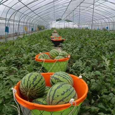 【有好货】美都西瓜8424麒麟瓜大量上市稳定货源大量供应