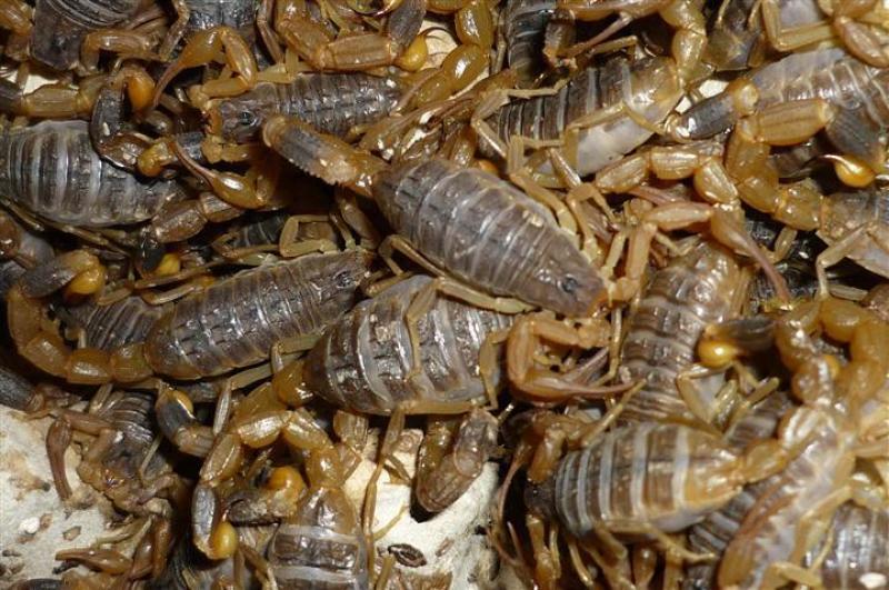 【牛商推荐】洛阳蝎子苗（2龄）产地现货现发诚信经营