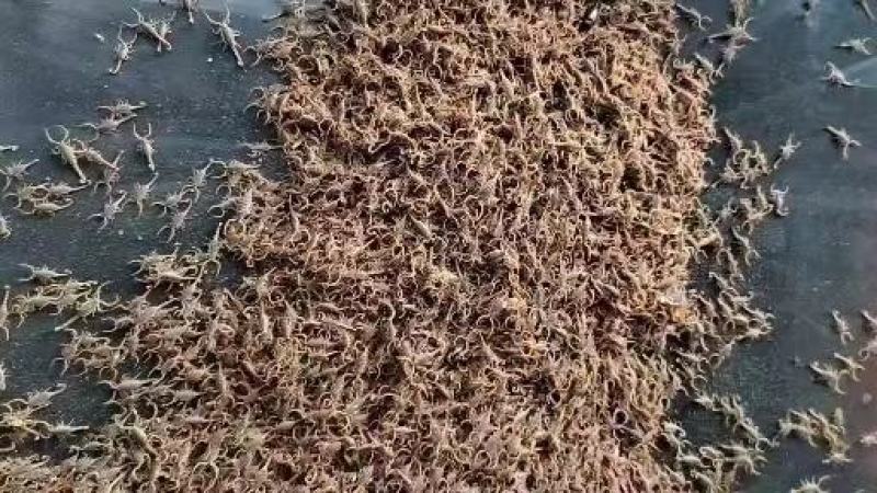 【牛商推荐】洛阳蝎子苗（2龄）产地现货现发诚信经营