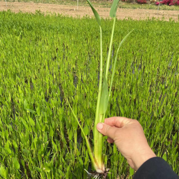 梭鱼草
