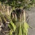 梭鱼草