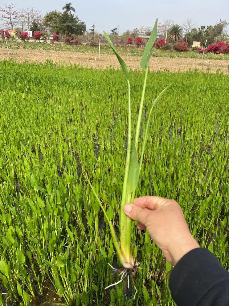 梭鱼草