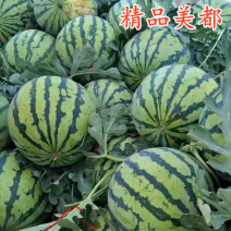 万亩大棚美都西瓜预售中产地一手货源诚信经营