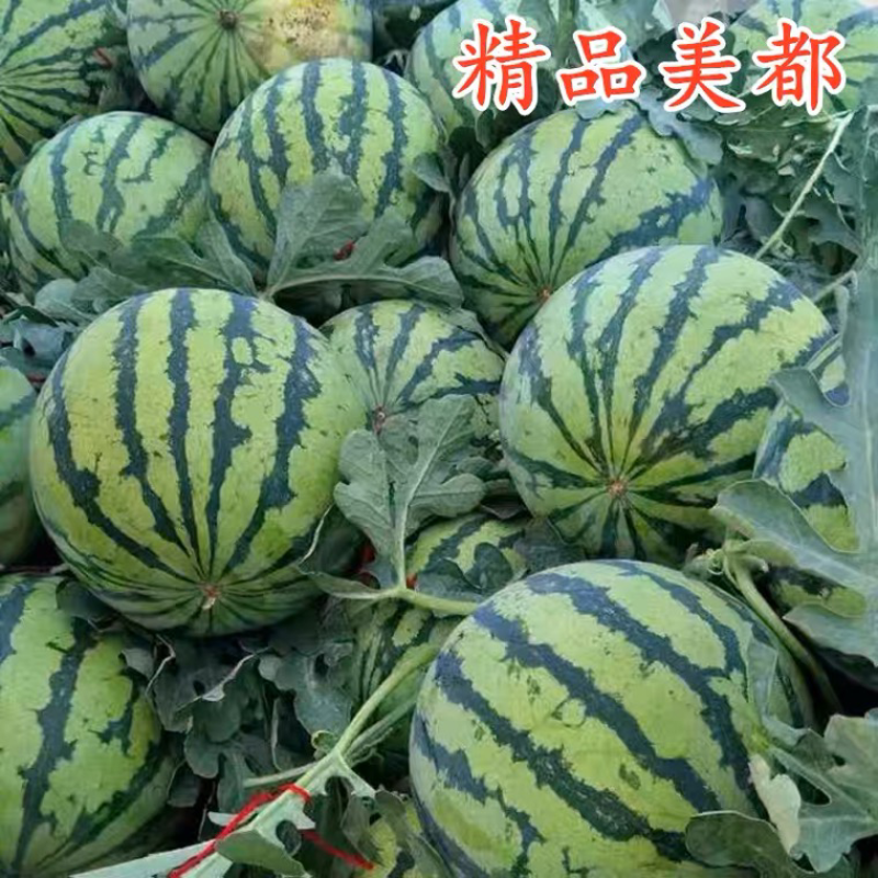 万亩大棚美都西瓜预售中产地一手货源诚信经营